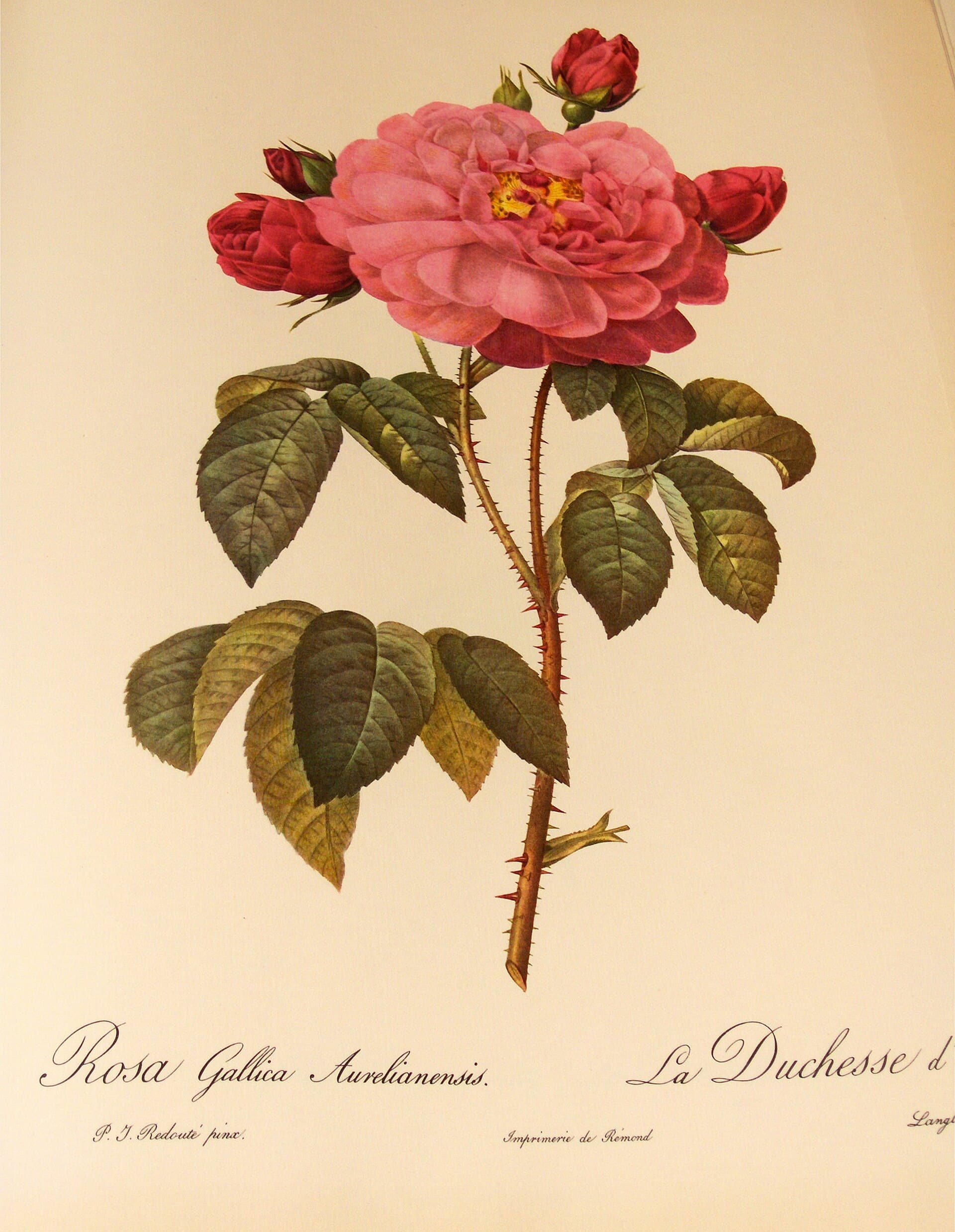 Rosa Gallica Aurelianensis