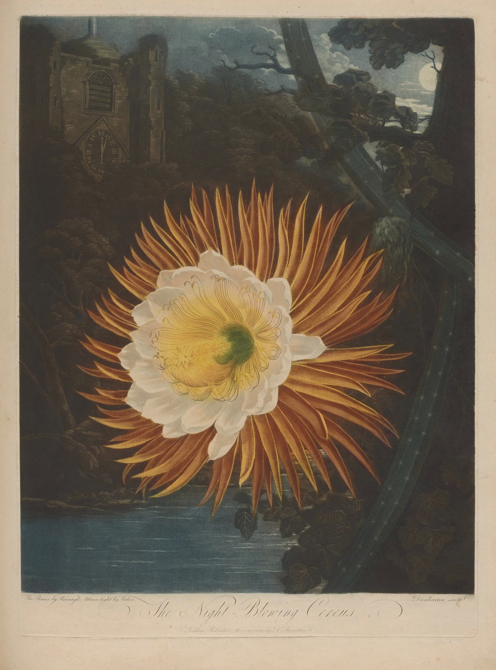 The Night-Blowing Cereus