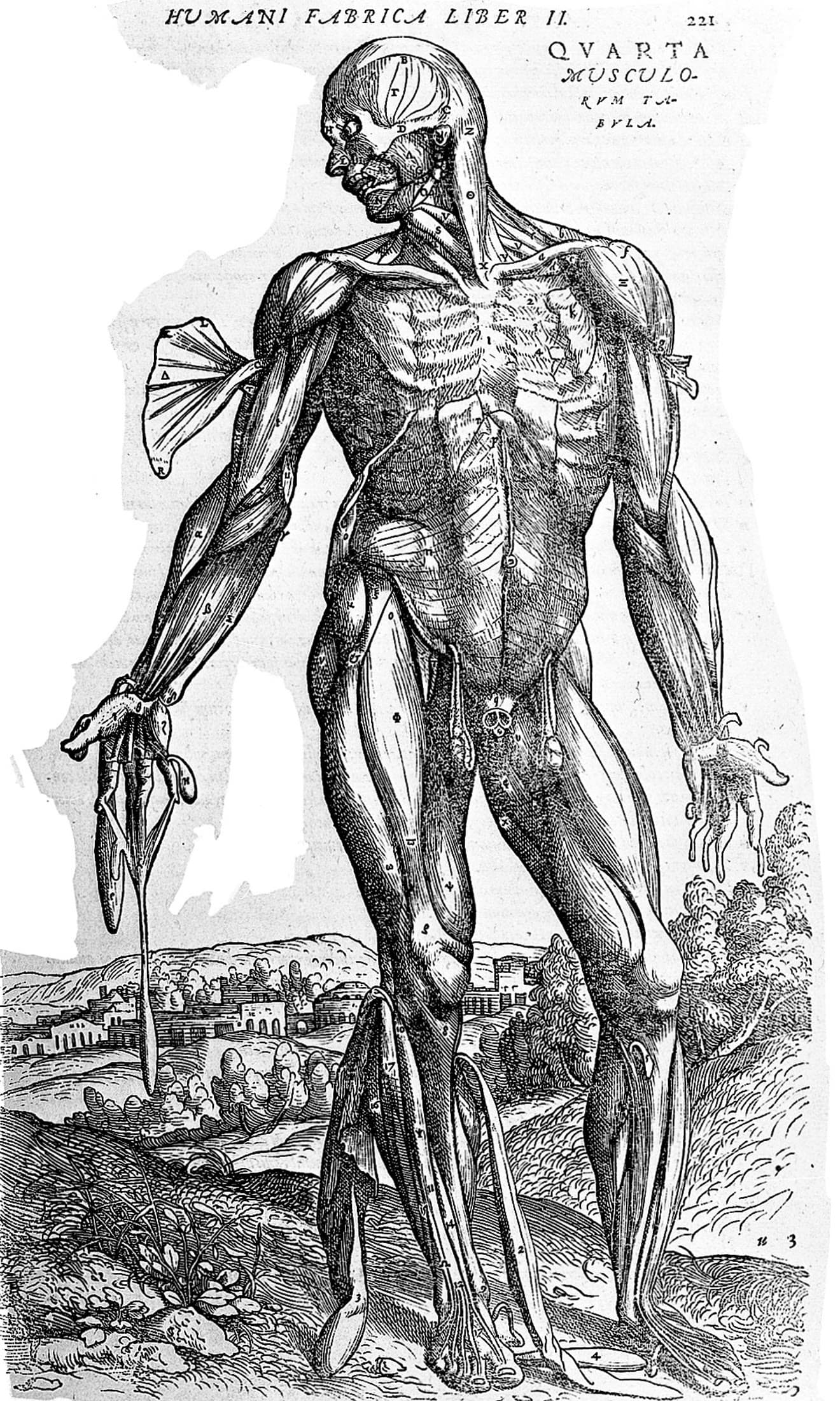The Fourth Muscle Man