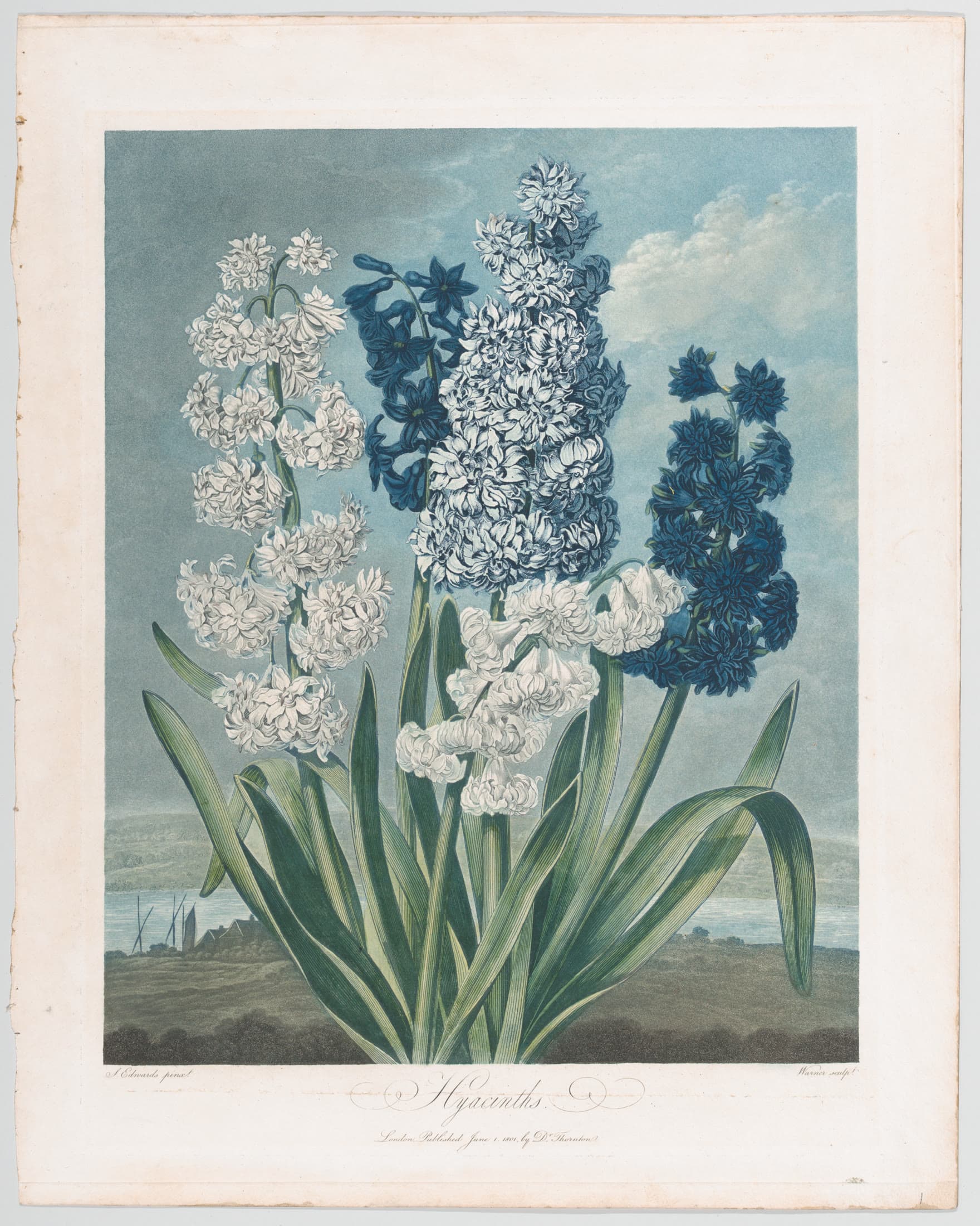 Hyacinths
